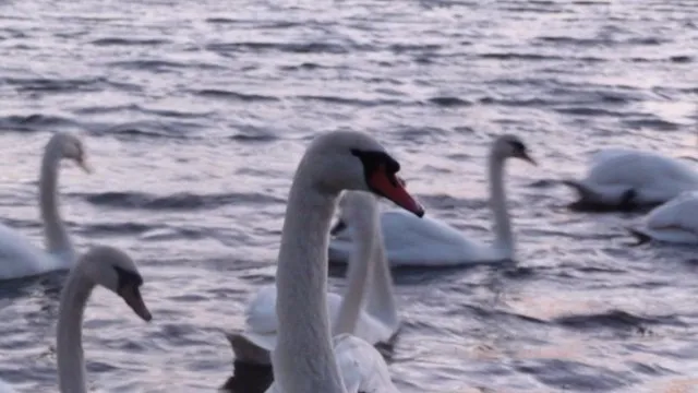 Swans in the Broadmeadow estuary Donabate, Co. Dublin