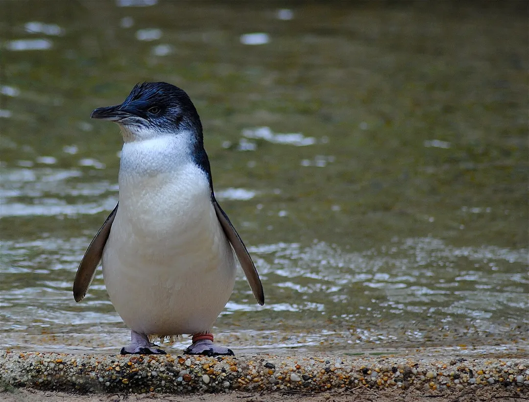 A Little Penguin (also called Blue Penguin and Fairy Penguin) at Featherdale Wildlife Park, Doonside, New South Wales, Australia.