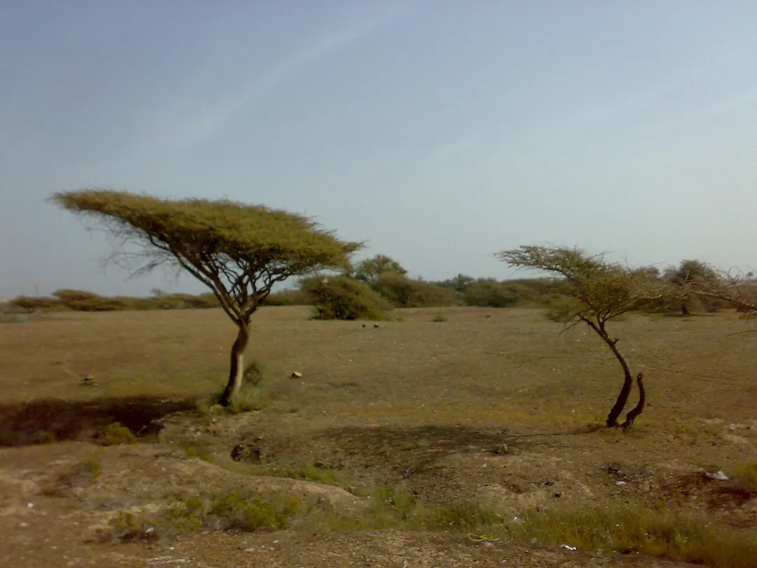 Acacia tortilis in Sharm-Dabna, Fujeirah emirate, UAE