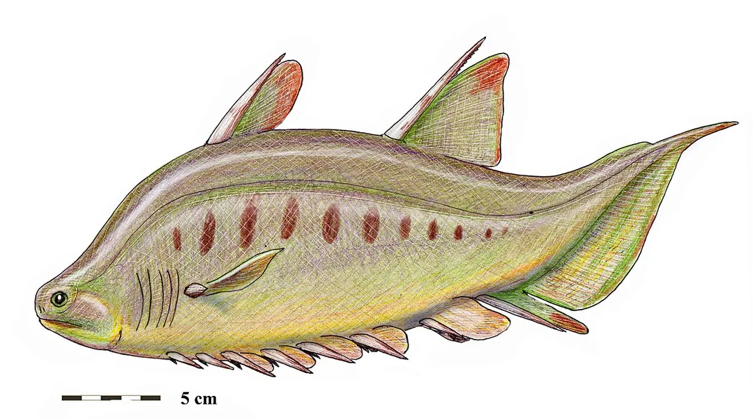 Early Devonian acanthodian Brochoadmones milesi, from Man on the Hill (MOTH) locality in Northwest Territories, Canada