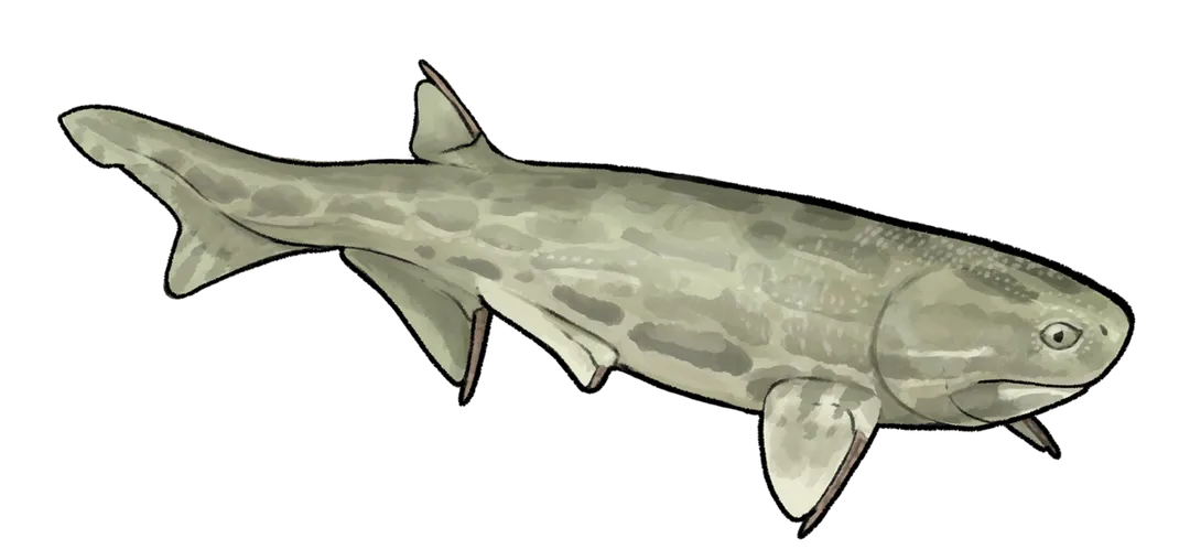 Restoration of Acanthodes lopatini