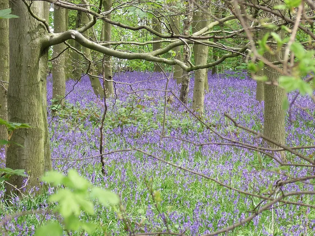 Bluebells in Colonel's Covert, East Leake, South Nottinghamshire, England. coord. 52.81459N 1.18986W