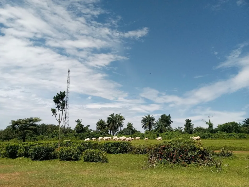 This picture was taken in front of the library, showing the entrance to the main building, the cattle and the field.