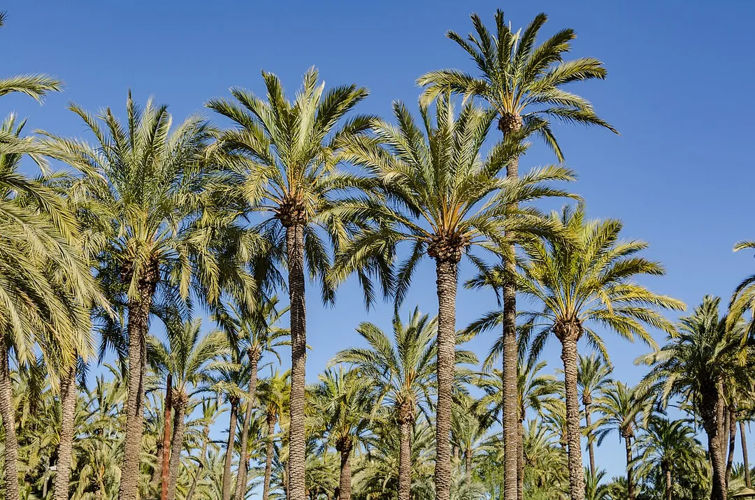 Palmeras en Elche