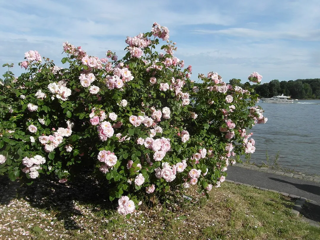 In the "Rosenstadt" Eltville, roses are grown on the banks of the river Rhine.