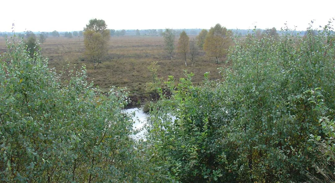 Het Amsterdamsche Veld in het Bargerveen