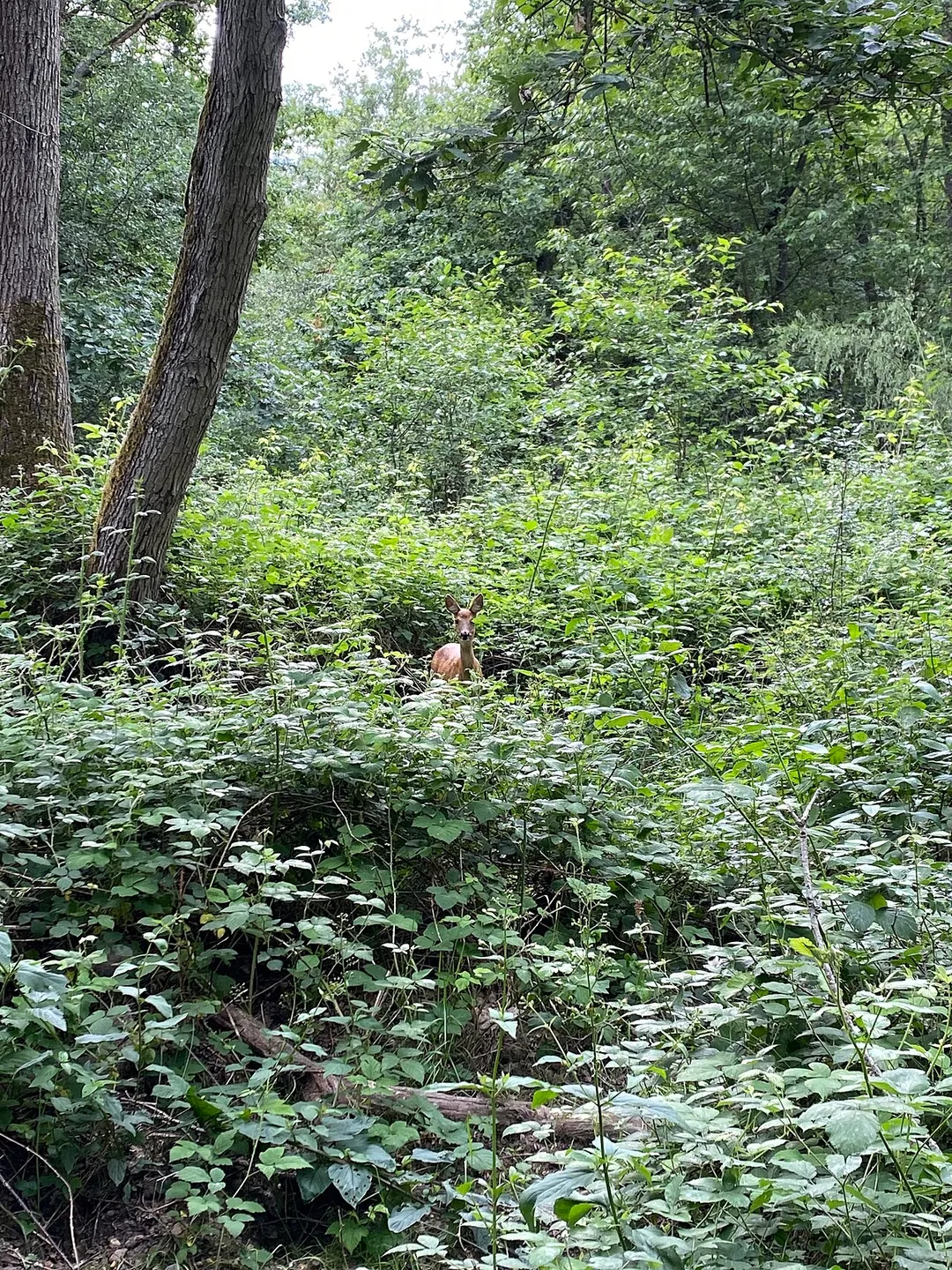Forêt de Sénart, Brunoy