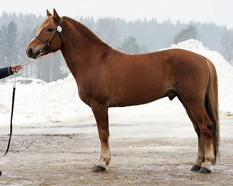Finnhorse stallion Turon Myrsky at the age of 6 years, trotter section, at Kiuruvesi stallion show in 11.3.2008. Score 9-8-8-8/8-8 (of 10).