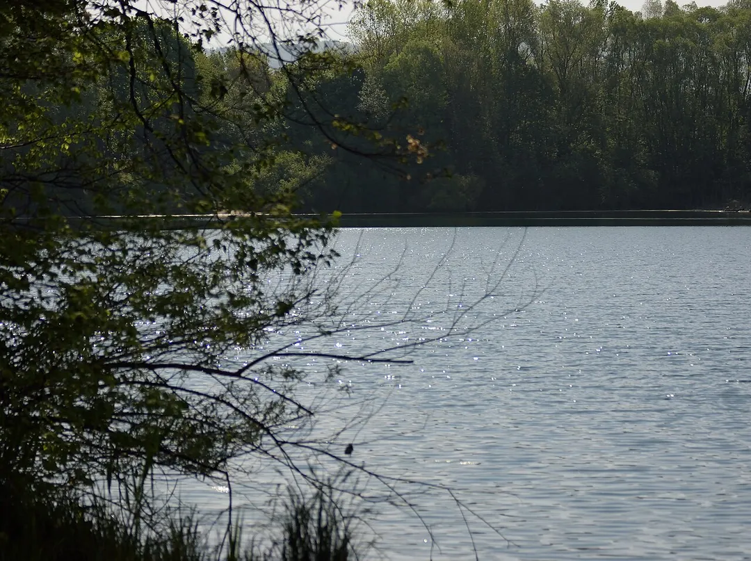 Erlensee in Bickenbach, gelegen neben dem Pfungstädter Moor im EU-Vogelschutzgebiet „Hessische Altneckarschlingen“