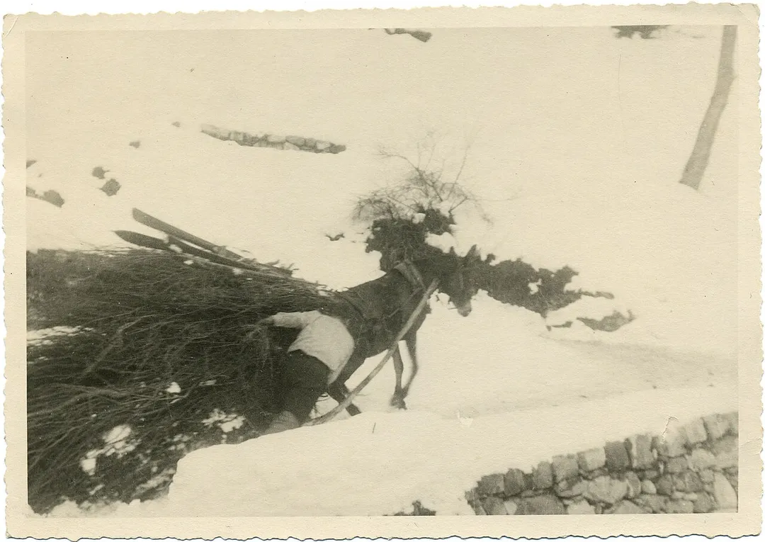 Vecchia mulattiera per l'Alpe - Ponte di Vigna - Uomo con mulo traina fascine di legno. Archivio Pietro Pensa, fondo fotografico, selezione di Elvia Redaelli, 2008, n. 1.