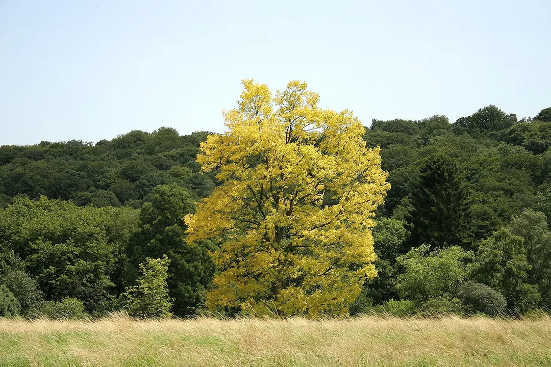 Black locust 'Frisia' .