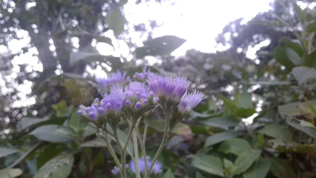 This is wild flowering  plant that used as a herb to treat abdominal pains, vomiting, diarrhoea and after birth pains.