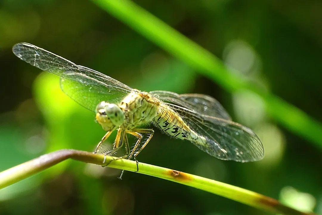Acisoma panorpoides.From Ezhupunna, Alappuzha