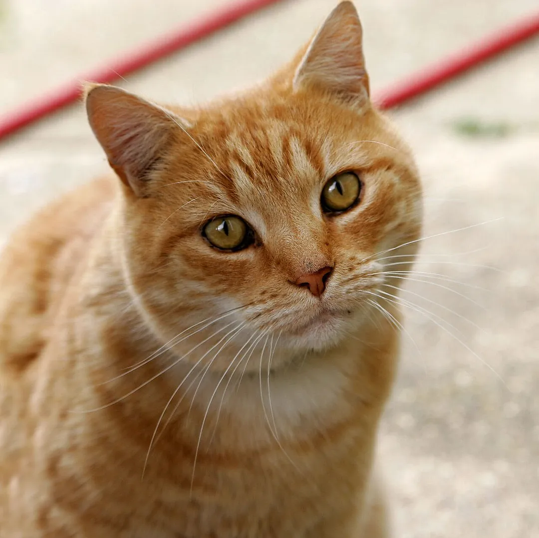 Common housecat