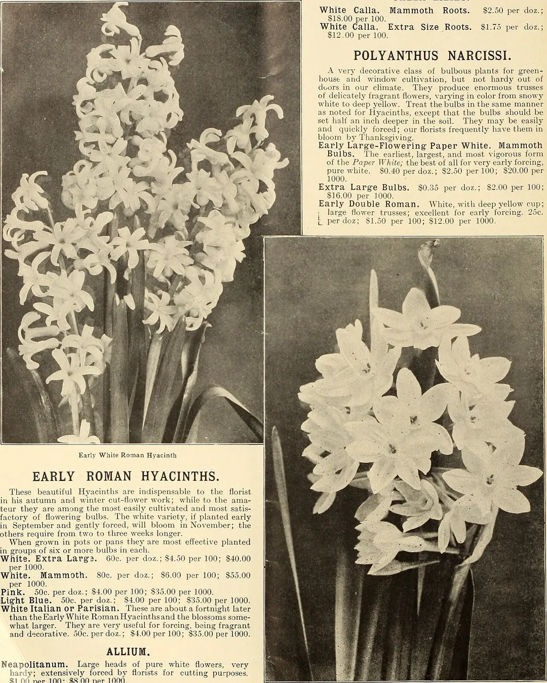 Identifier: farquharsmidsumm19rjfa_5 (find matches)
Title: Farquhar's midsummer catalogue : 1911
Year: 1911 (1910s)
Authors:  R. &amp; J. Farquhar Company Henry G. Gilbert Nursery and Seed Trade Catalog Collection
Subjects:  Nurseries (Horticulture) Massachusetts Boston Catalogs Nursery stock Massachusetts Boston Catalogs Flowers Seeds Massachusetts Boston Catalogs Bedding plants Massachusetts Boston Catalogs Climbing plants Massachusetts Boston Catalogs Perennials
Publisher:  Boston, Mass. : R. &amp; J. Farquhar
Contributing Library:  U.S. Department of Agriculture, National Agricultural Library
Digitizing Sponsor:  U.S. Department of Agriculture, National Agricultural Library

View Book Page: Book Viewer
About This Book: Catalog Entry
View All Images: All Images From Book
Click here to view book online to see this illustration in context in a browseable online version of this book.

Text Appearing Before Image:
^ New York. R. &amp; J. FAFkQUHAR &amp; CO., BOSTON, BULBS FOR EARLY FORCING.
Text Appearing After Image:
Early White Roman Hyacinth EARLY ROMAN HYACINTHS. These beautiful Hyacinths are indispensable to the floristin his autumn and winter cut-flower work; while to the ama-teur they are among the most easily cultivated and most satis-factory of flowering bulbs. The white variety, if planted earlyin September and gently forced, will bloom in November; theothers require from two to three weeks longer. When grown in pots or pans they are most effective plantedin groups of six or more bulbs in each.White. Extra Larg-3. 60c. per doz.; $4.50 per 100; $40.00 per 1000.White. Mammoth. 80c. per doz.; $6.00 per 100; $55.00 per 1000.Pink. 50c. per doz.; $4.00 per 100; $35.00 per 1000.Lig-ht Blue. 50c. per doz.; $4.00 per 100; $35.00 per 1000.White Italian or Parisian. These are about a fortnight laterthan the Early White Roman Hyacinths and the blossoms some-what larger. They are very useful for forcing, being fragrantand d<3Corative. 50c. per doz.; $4.00 per 100; $35.00 per 1000. ALLIUM. Neapolita

Note About Images

Please note that these images are extracted from scanned page images that may have been digitally enhanced for readability - coloration and appearance of these illustrations may not perfectly resemble the original work.