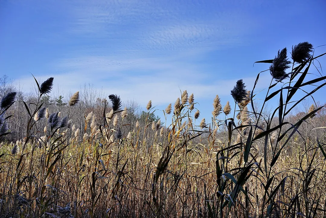 Kings Forest Marsh looking south on a clear day