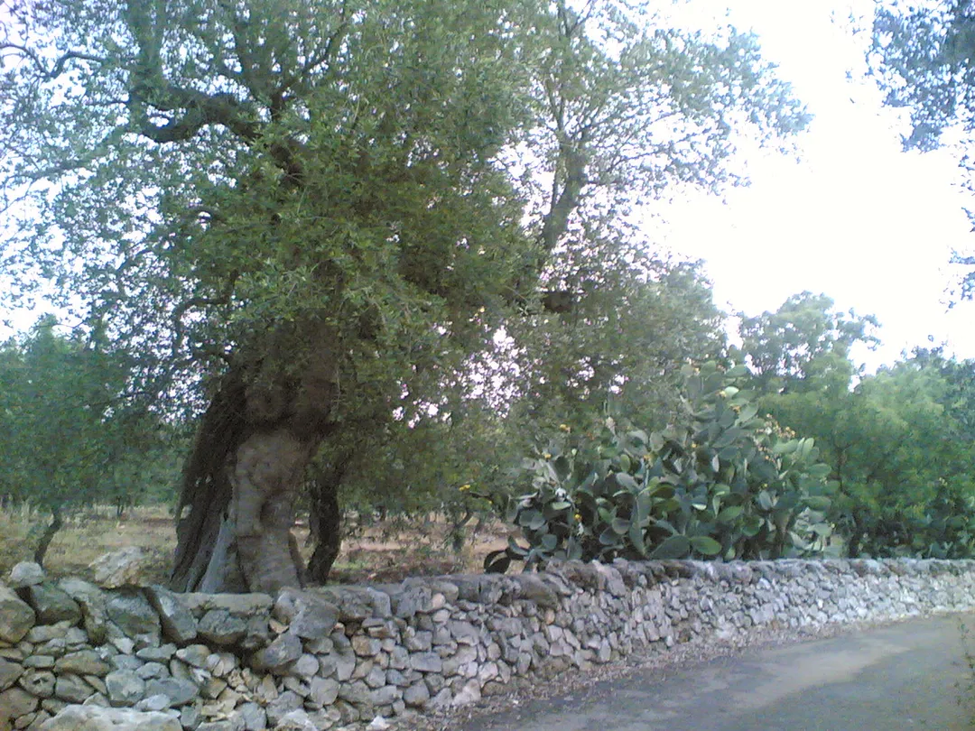 Photo of Fragagnano