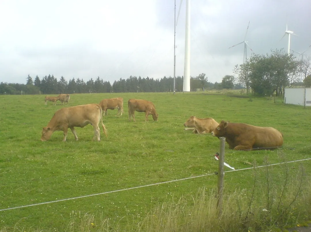 Limousinrinder auf der Freisener Höhe zwischen Freisen und Eckersweiler