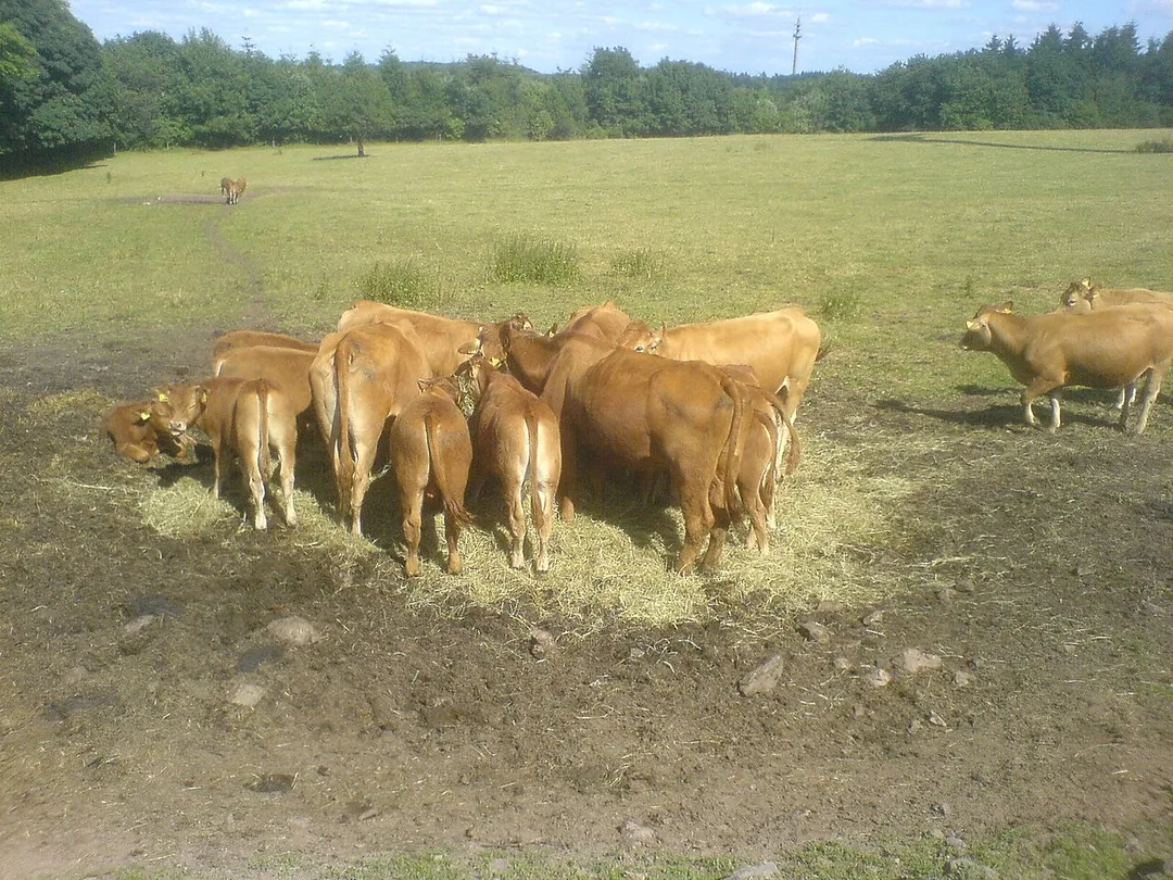 Limousinrinder auf der Freisener Höhe zwischen Freisen und Eckersweiler