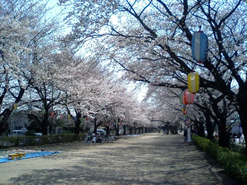 Chuo Park in Fujimino City during cherry blossom season