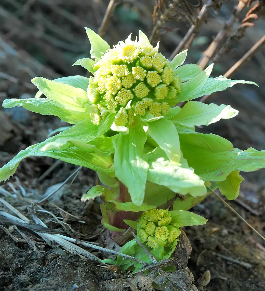 Petasites japonicus (w:Butterbur, ja:フキノトウ)