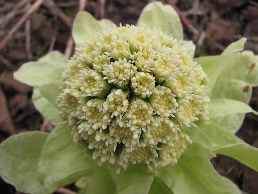 Petasites japonicus, Yuzhno-Sakhalinsk (Russia, Sakhalin island)