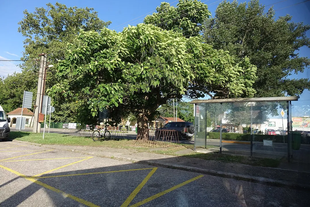 Utorok 2.7.2024. Ulica Športová. Mesto Gabčíkovo, okres Dunajská Streda, Slovensko.