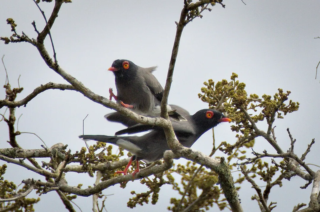 Gabela Helmetshrikes in Angola