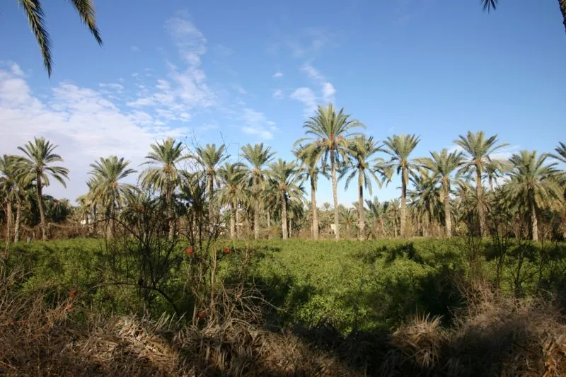 Photographie personnelle prise en décembre 2004 de la palmeraie dans l'oasis de Gabès. Au premier plan on aperçoit un grenadier, au deuxième plan un champ d'arbustes à henné et à l'arrière-plan une ligne de palmiers-dattiers.