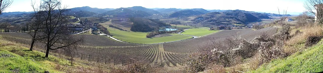 Vigneto del Castello di Gabiano visto in inverno.