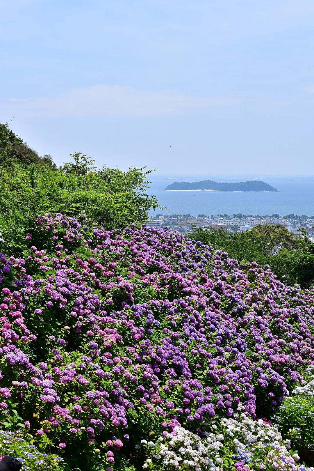 形原温泉あじさいの里