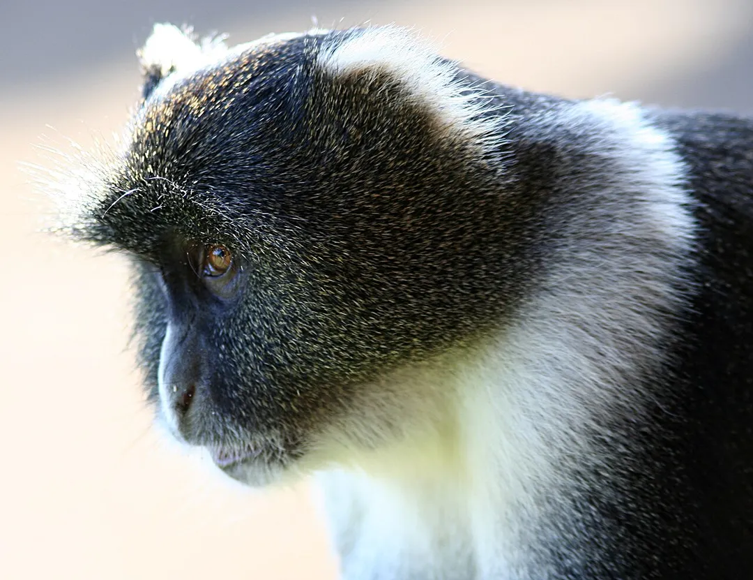 Photograph, Sykes' Monkey, Cercopithecus albogularis kolbi (head in profile) taken at Kenya Mountain Lodge, Kenya.