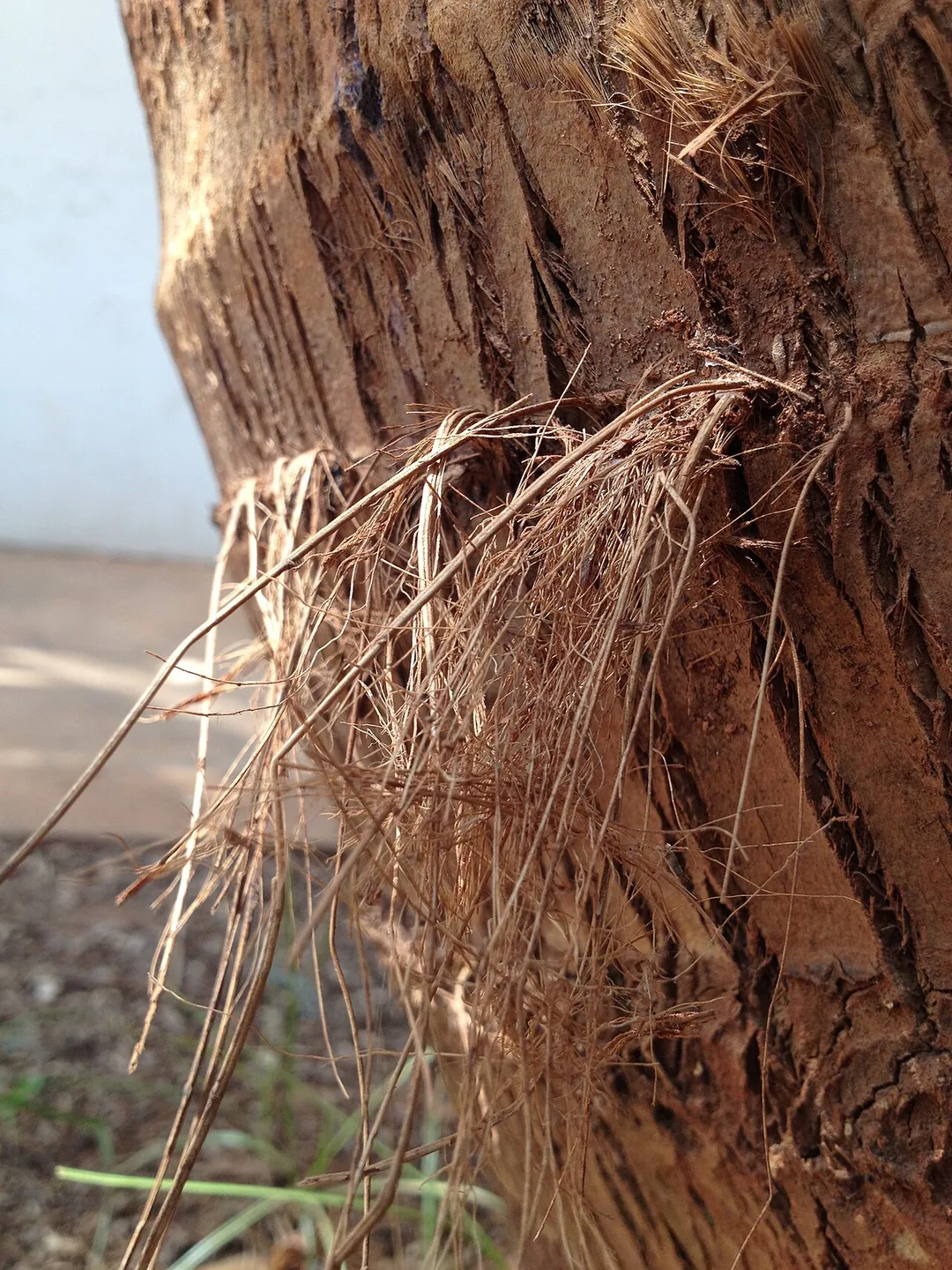 Lower part of a coconut tree