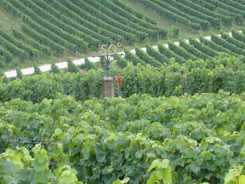 50th parallel N running through vineyard in Geisenheim