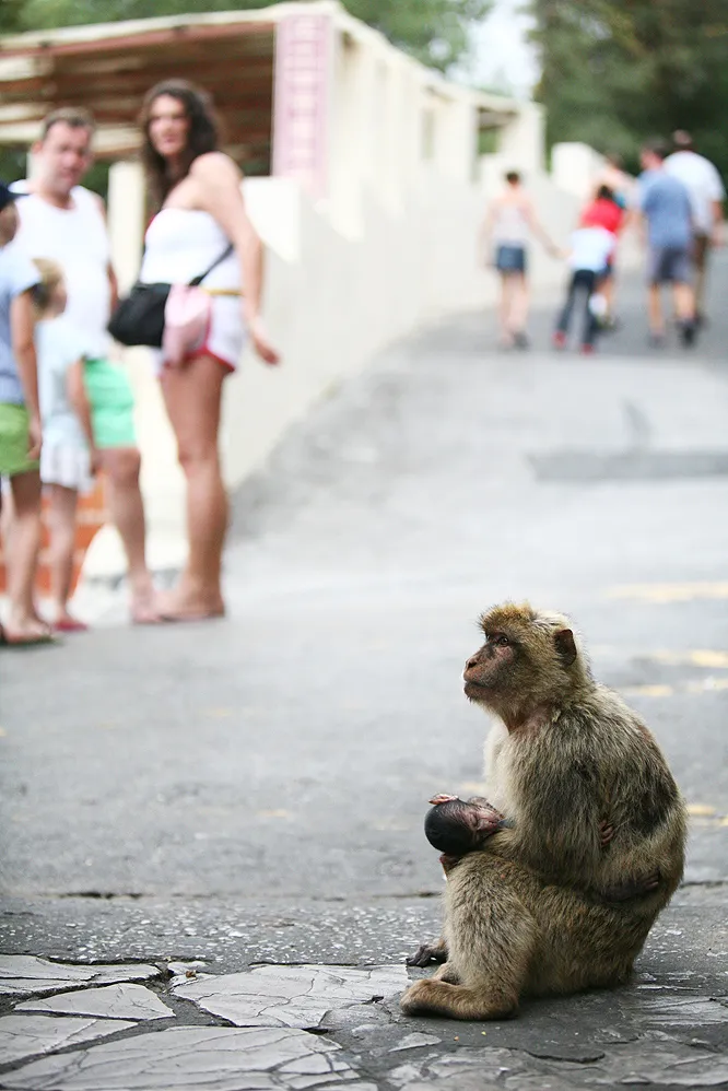 Can you believe the nerve of some monkeys?