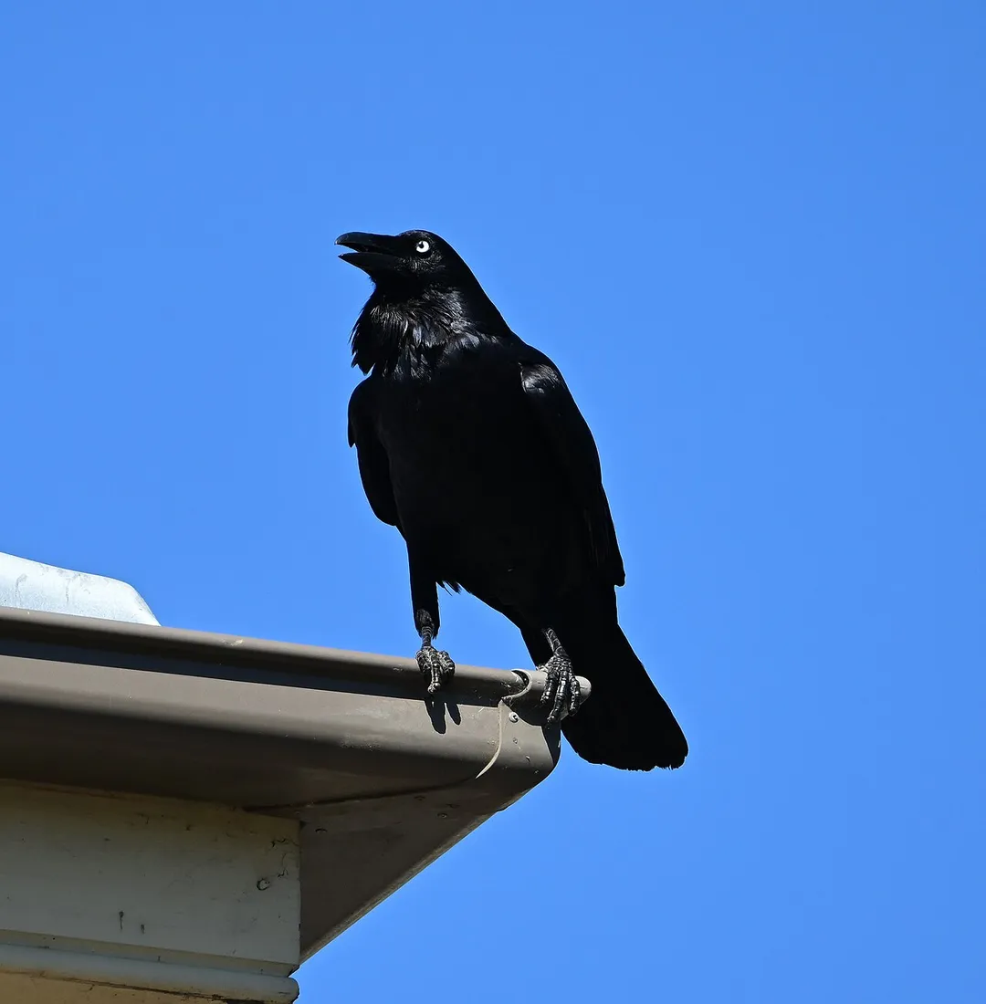 Crow, Gladesville, Sydney