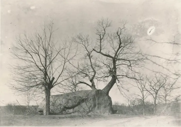 The Glen Rock, a boulder located in , sits between several trees.