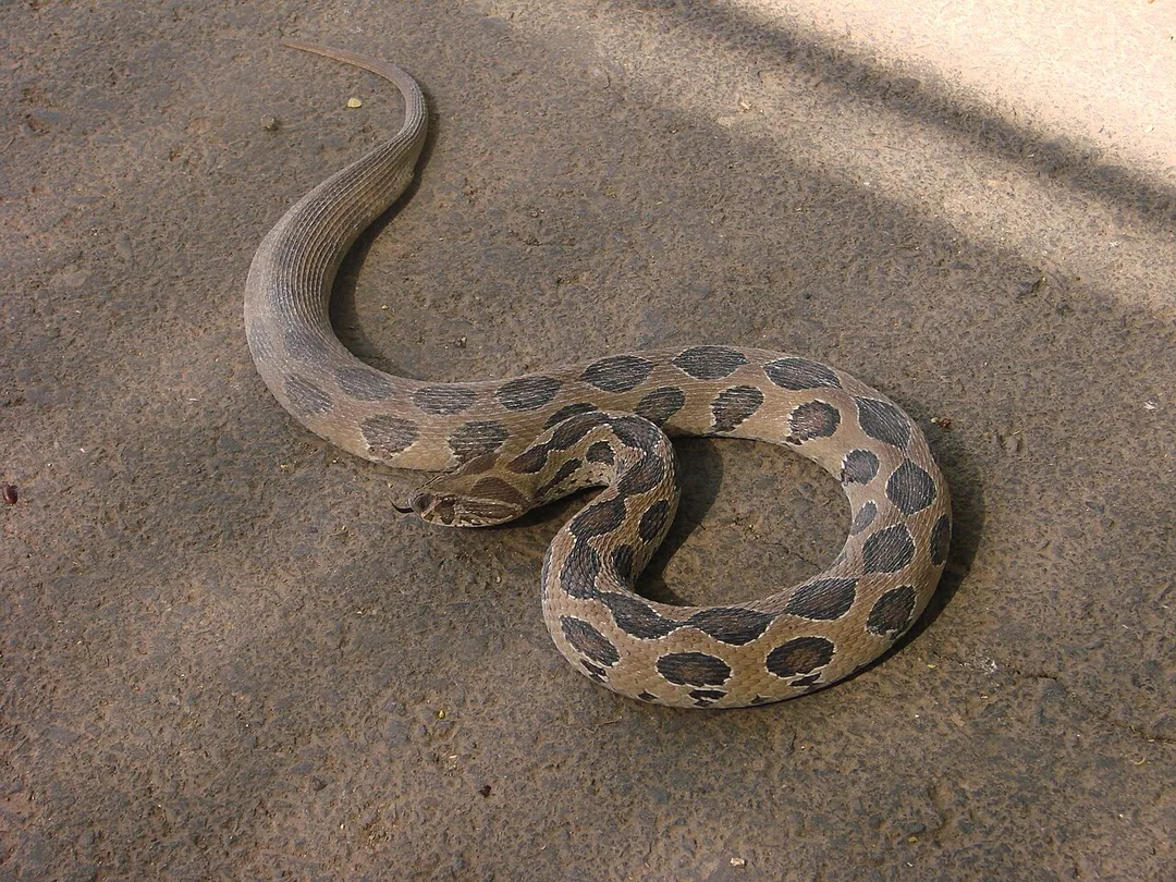 Daboia russelii Russel's Viper in the CME Dapodi campus. Photographed by Abhinav Chawla (self).