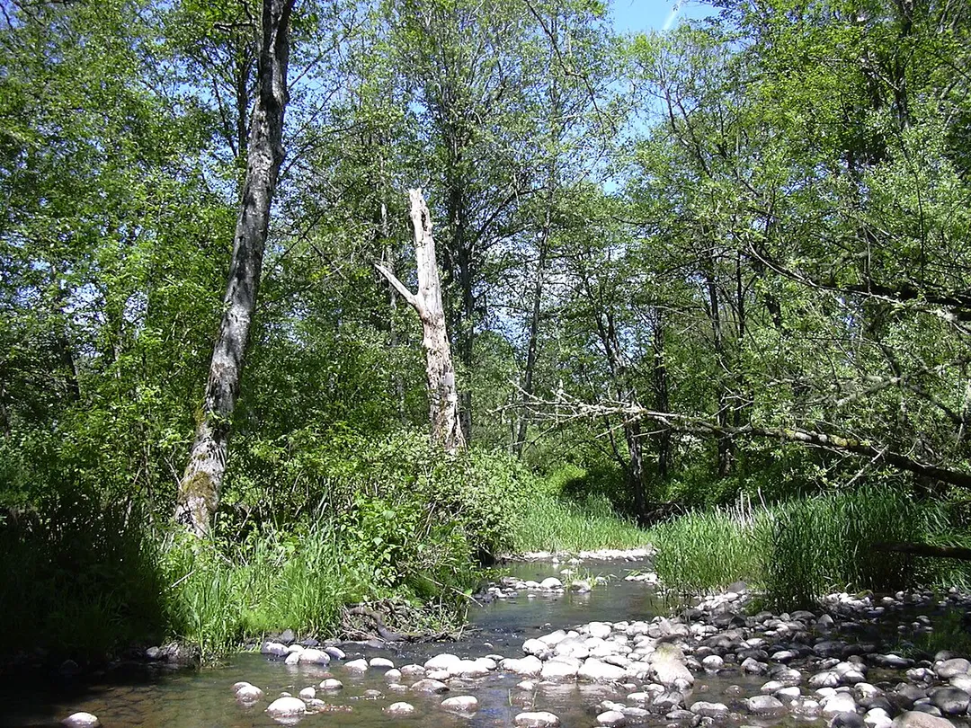 Johnson Creek near Regner Road in Gresham