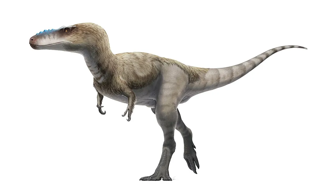 Alioramus remotus life restoration. Based on File:Alioramus_skeletal_steveoc.png; see sources therein.