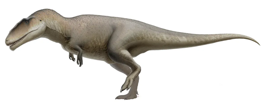 Carcharodontosaurus reconstruction. Based on Giganotosaurus (Hartman), with anatomy based on Sereno et al. (1996).
