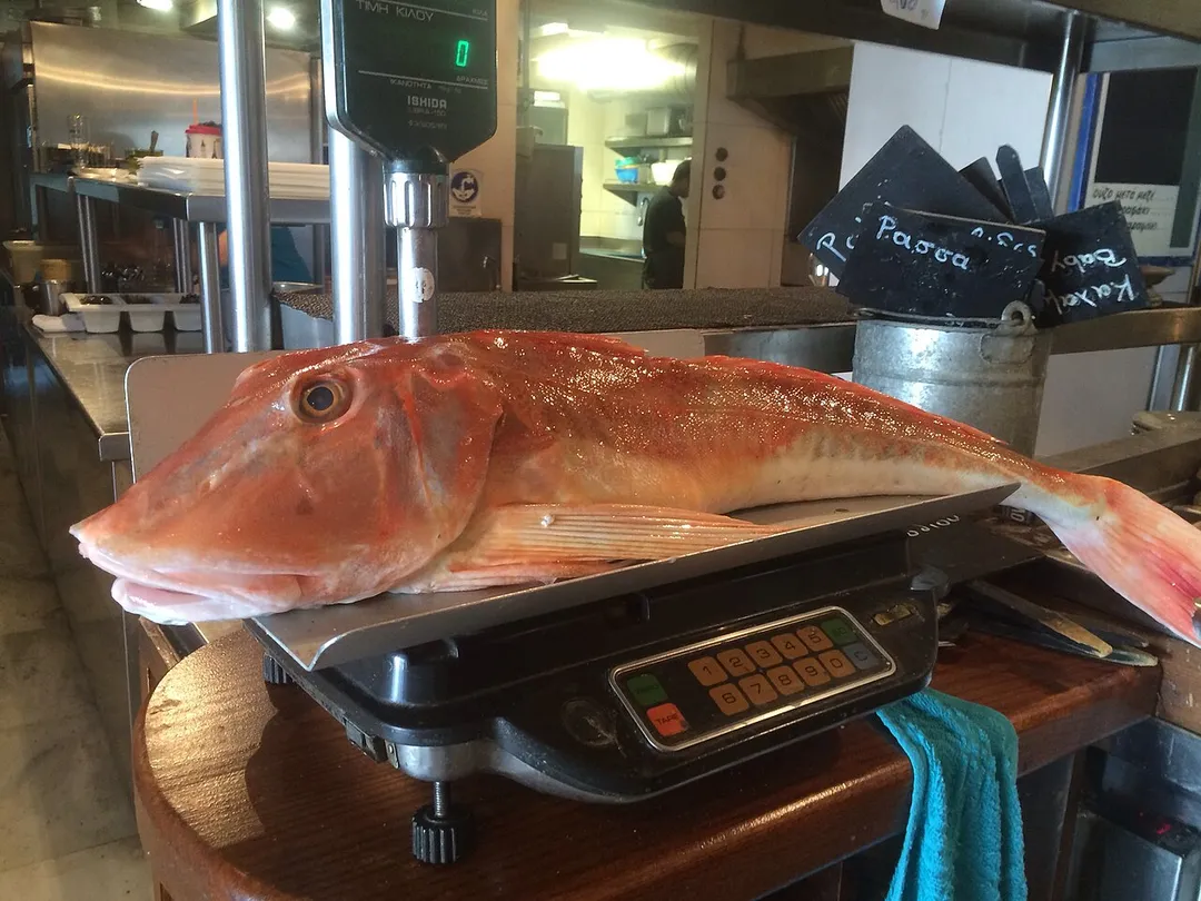Gurnard being weighed at a fish taverna in Athens, Greece