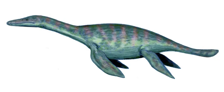 Macroplata tenuiceps, a pliosaur from the Early Jurassic of Europe, pencil drawing