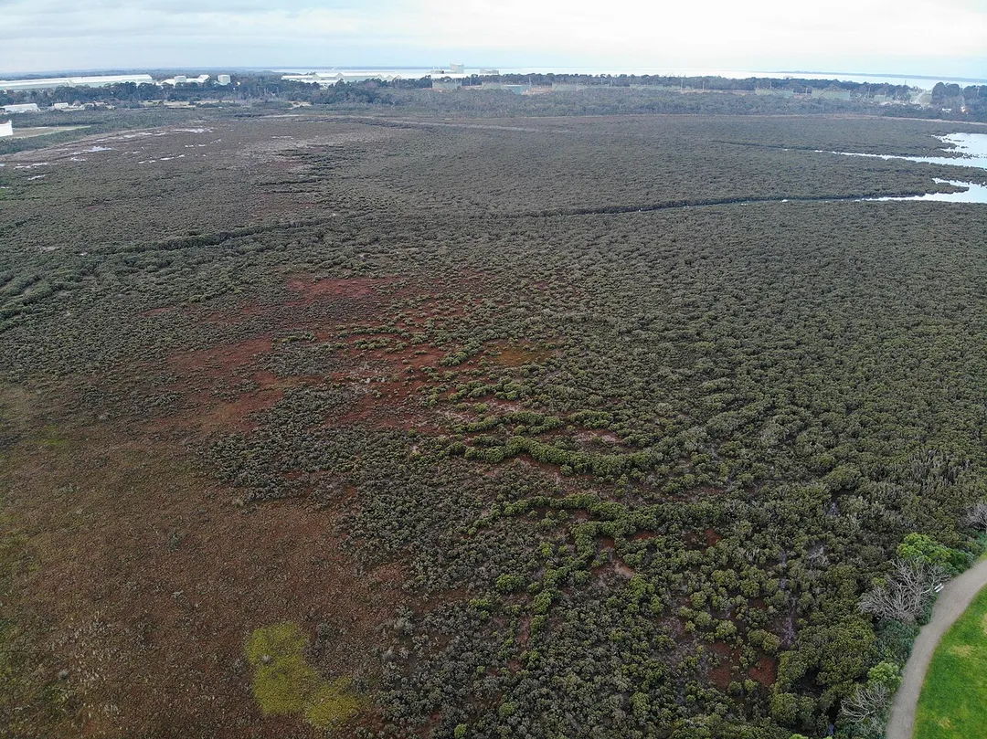 Mangroves around Westernport Bay, Victoria.
