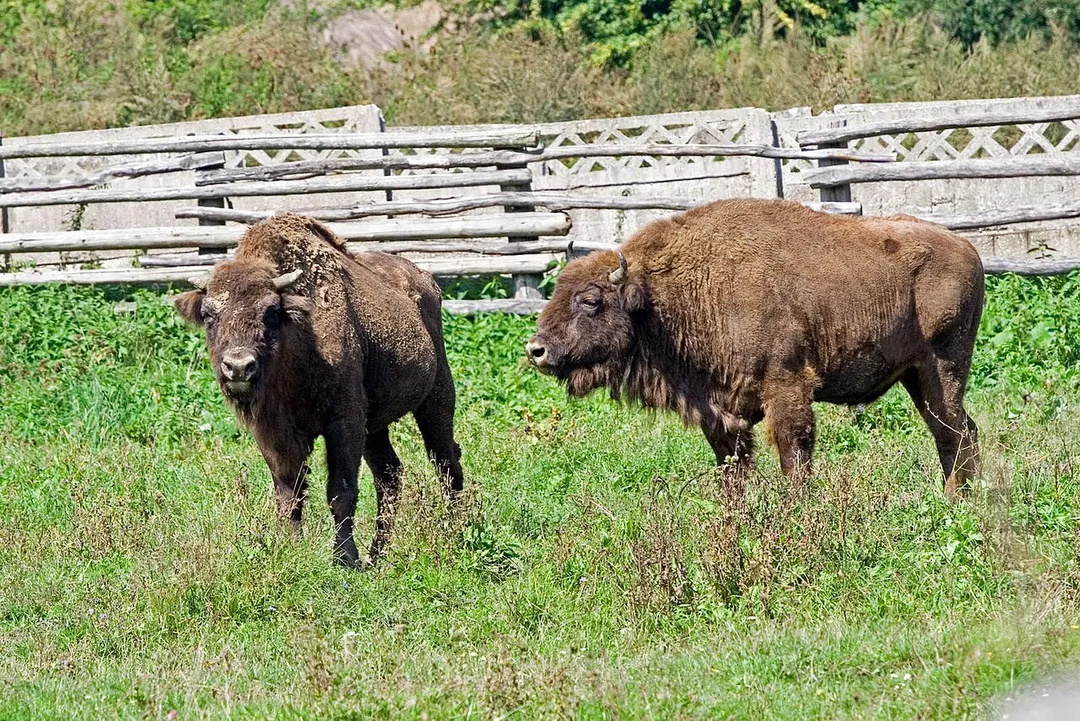 wisents in the Silvașu de Jos (Hațeg) reservation, Romania