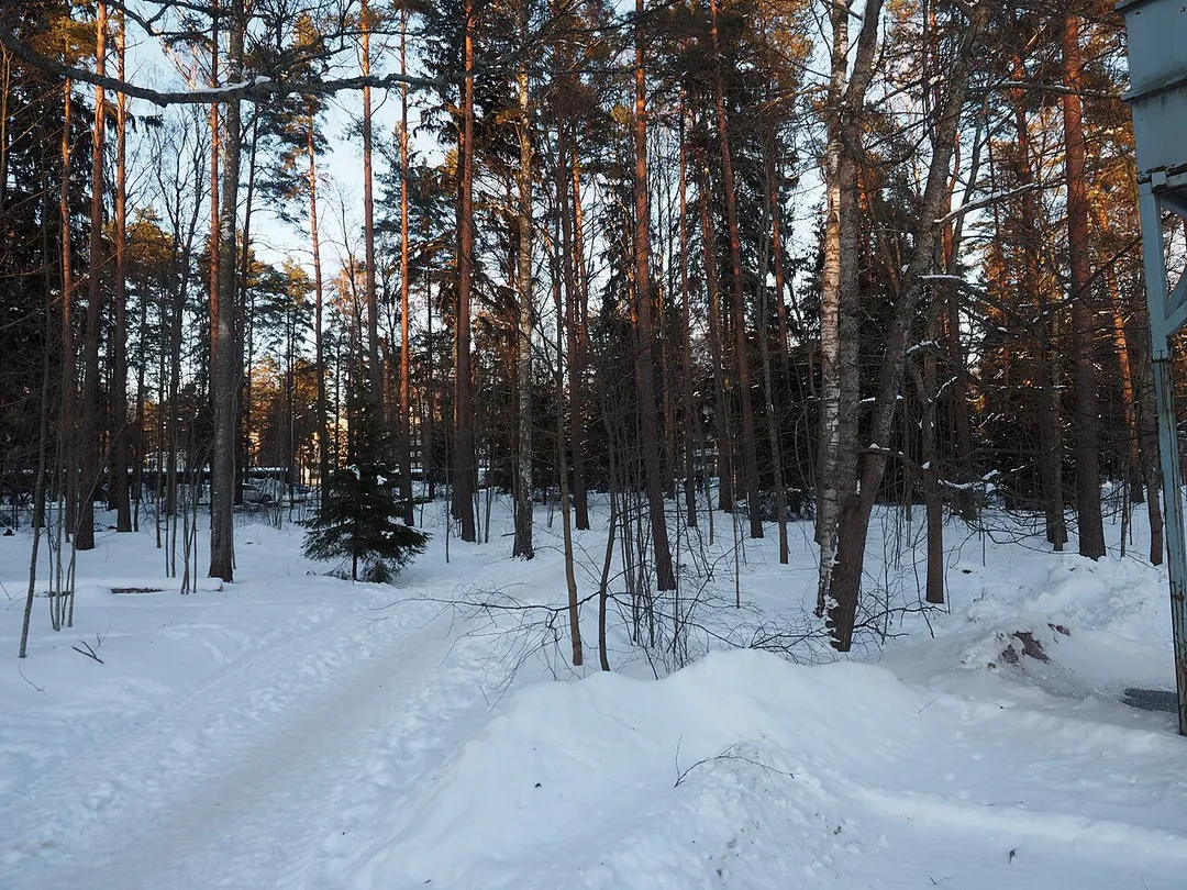 A sparse forest near the street Toppelundintie in Haukilahti, Espoo, Finland, with a makeshift footpath leading through the forest, on a February afternoon.