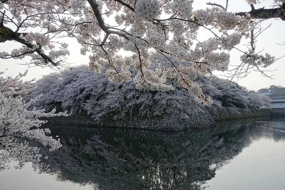 Hikone Castle moat in spring. Cherry trees on the banks of the canal are blossoming.