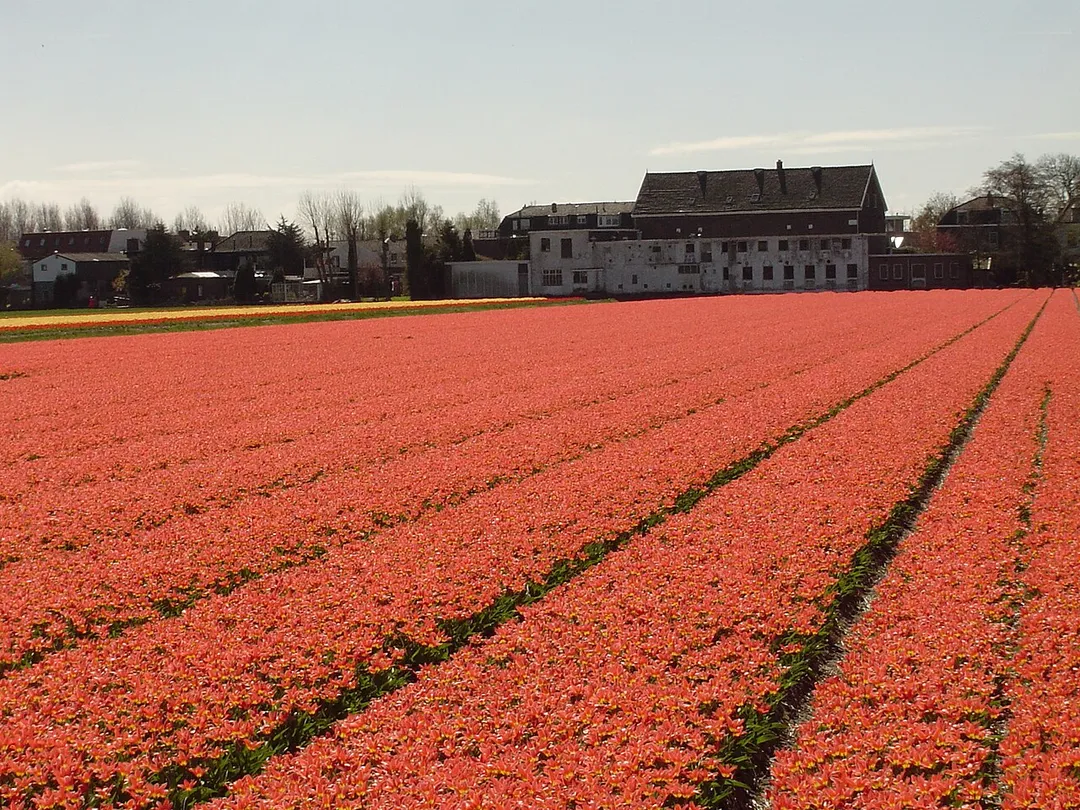 Bollenveld (field with tulips) in Hillegom, the Netherlands.