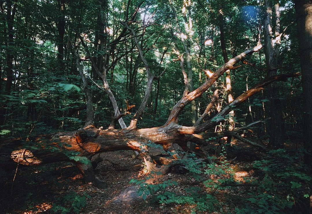 Holosiiv forest.
Mamiya Universal
Lens: Sekor 50mm f/6.3 at f/22
Film: Harman Phoenix (box speed)

Scanner: Noritsu HS-1800
