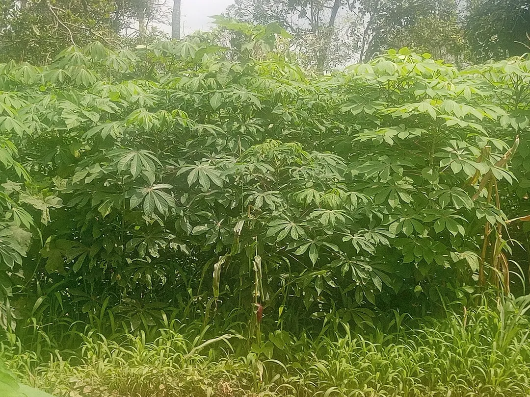 Cassava plantation farm